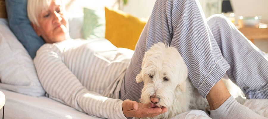 Why Senior Dogs Make the Best Companions